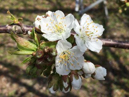 高砂の花が咲き始めました