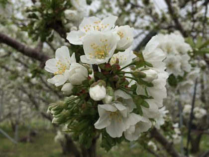佐藤錦の花が咲き始めました