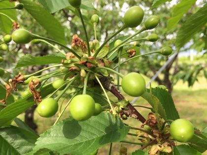 高砂の実が大きくなってきました