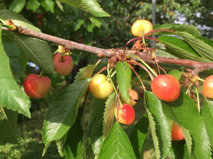 高砂の実が赤みを帯びてきました