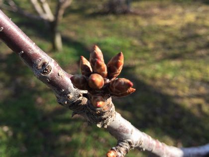 高砂の花芽がだいぶ大きくなってきました