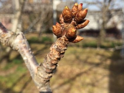 高砂の花芽がさらに大きくなってきました