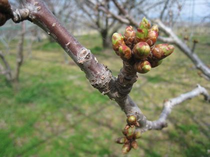 高砂の花芽がだいぶ膨らんできました