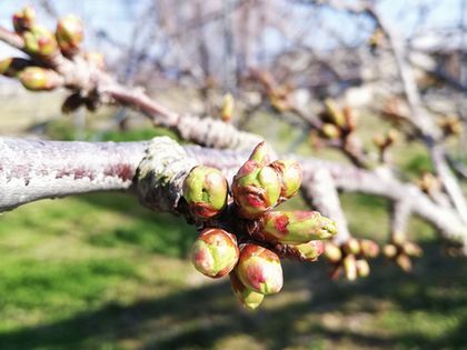 佐藤錦の花芽がだいぶ膨らんできました