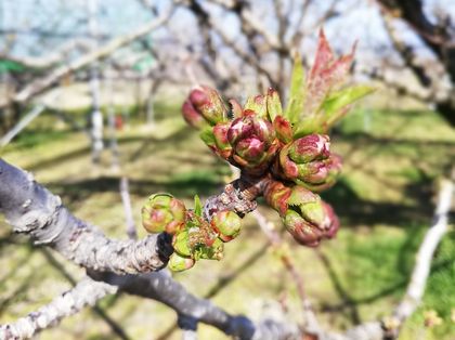 高砂の開花はもう少しです