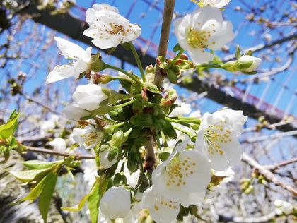 高砂が開花がしました