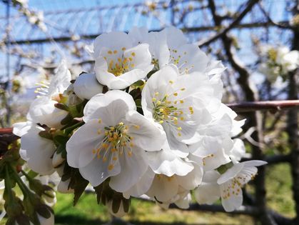 佐藤錦が開花がしました