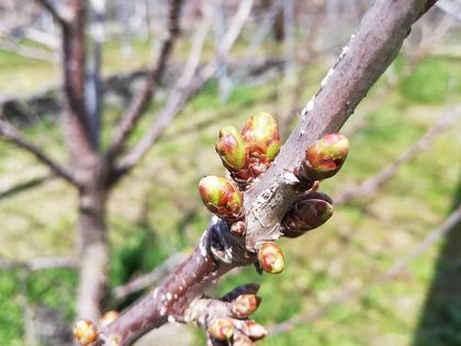 3月26日佐藤錦の花芽