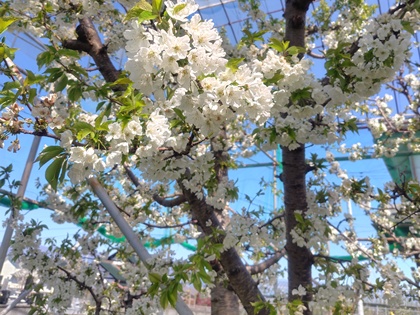 4月8日佐藤錦の花が満開